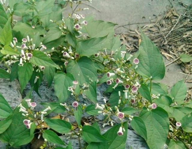 雞屎藤治療痛風怎么用 雞屎藤治療痛風方子分享 雞屎藤治療痛風怎么用 雞屎藤治療痛風方子分享