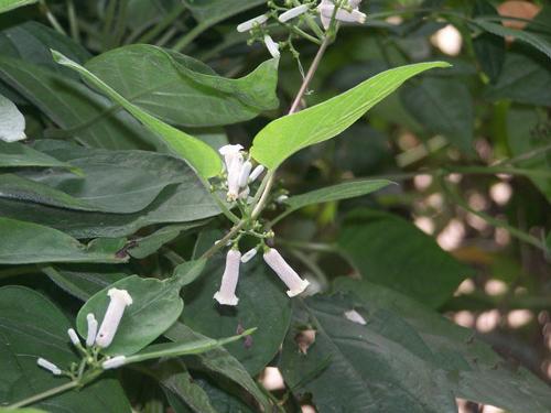 雞屎藤的別名叫什么 雞屎藤還叫什么 雞屎藤的別名叫什么 雞屎藤還叫什么