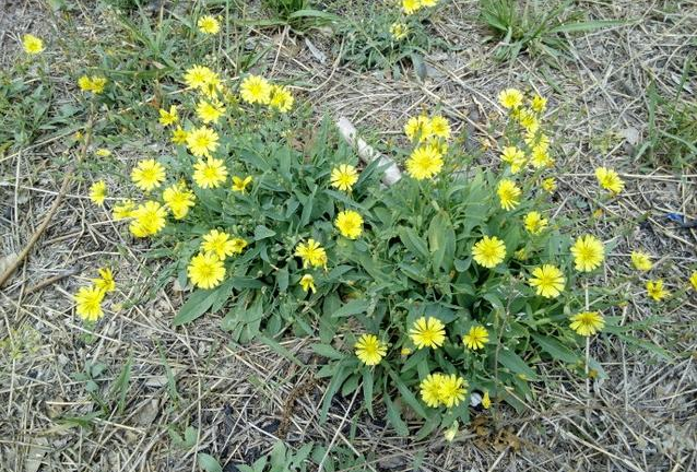 剪刀股的功效與作用 剪刀股的藥用價(jià)值 剪刀股的功效與作用 剪刀股的藥用價(jià)值
