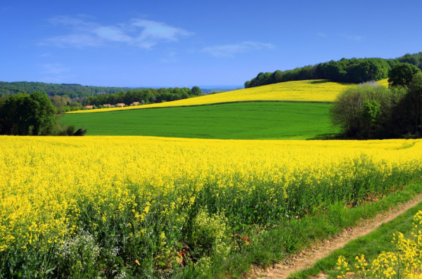 油菜能吃嗎 油菜吃多有什么害處 油菜能吃嗎 油菜吃多有什么害處