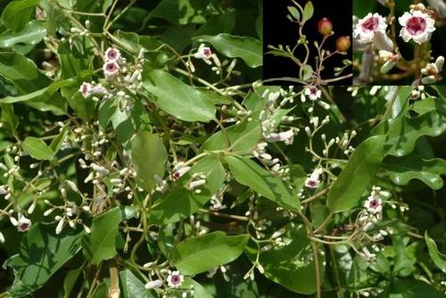 雞屎藤的功效與作用 雞屎藤的功效與作用及食用方法 雞屎藤的功效與作用 雞屎藤的功效與作用及食用方法