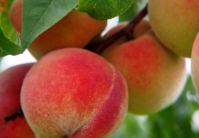 糖尿病適合吃什么水果 糖尿病能吃什么水果 糖尿病適合吃什么水果 糖尿病能吃什么水果