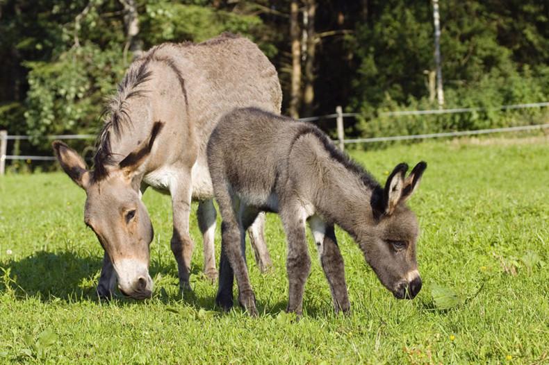驢奶粉多少錢一盒 驢奶粉價(jià)格多少錢一斤 驢奶粉多少錢一盒 驢奶粉價(jià)格多少錢一斤