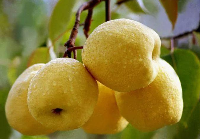 煙臺(tái)梨花啥時(shí)候開(kāi) 煙臺(tái)梨幾月份成熟 煙臺(tái)梨花啥時(shí)候開(kāi) 煙臺(tái)梨幾月份成熟