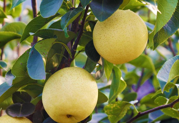 煙臺(tái)梨花啥時(shí)候開(kāi) 煙臺(tái)梨幾月份成熟 煙臺(tái)梨花啥時(shí)候開(kāi) 煙臺(tái)梨幾月份成熟