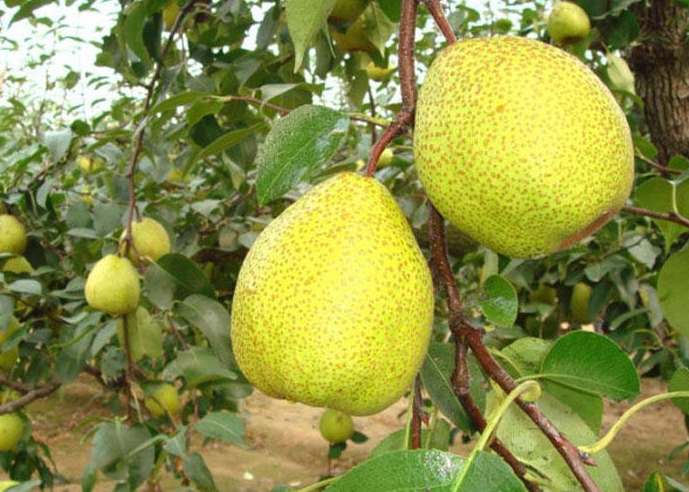 煙臺(tái)梨花啥時(shí)候開(kāi) 煙臺(tái)梨幾月份成熟 煙臺(tái)梨花啥時(shí)候開(kāi) 煙臺(tái)梨幾月份成熟