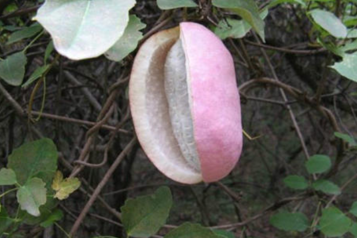 八月瓜皮曬干泡水喝的功效 八月瓜皮泡水能治什么病 八月瓜皮曬干泡水喝的功效 八月瓜皮泡水能治什么病