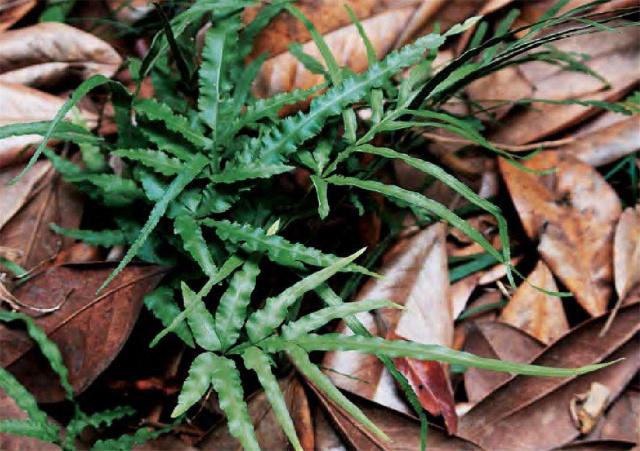 雞爪草的功效與作用 雞爪草的功效與作用及禁忌 雞爪草的功效與作用 雞爪草的功效與作用及禁忌