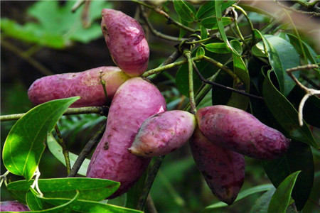 八月瓜皮曬干泡水喝的功效 八月瓜皮泡水能治什么病