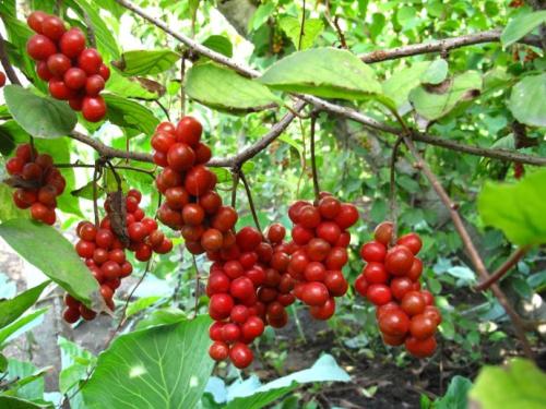 五味子蜂蜜泡水喝的功效與作用 五味子蜂蜜水的作用與功效 五味子蜂蜜泡水喝的功效與作用 五味子蜂蜜水的作用與功效