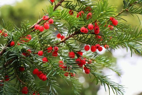紅豆杉根的功效與作用 紅豆杉根的功效與副作用 紅豆杉根的功效與作用 紅豆杉根的功效與副作用