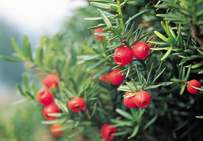 紅豆杉根的功效與作用 紅豆杉根的功效與副作用 紅豆杉根的功效與作用 紅豆杉根的功效與副作用
