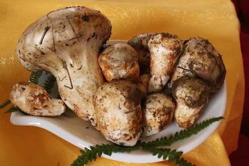 老人頭菌的功效與作用 老人頭菌有毒嗎 老人頭菌的功效與作用 老人頭菌有毒嗎