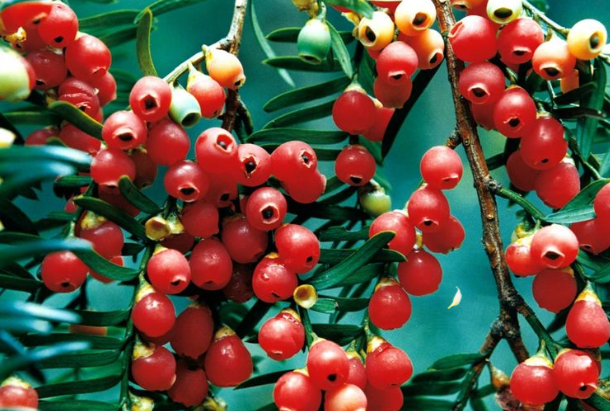 紅豆杉根泡酒的功效 紅豆杉根酒的功效與作用及食用方法 紅豆杉根泡酒的功效 紅豆杉根酒的功效與作用及食用方法