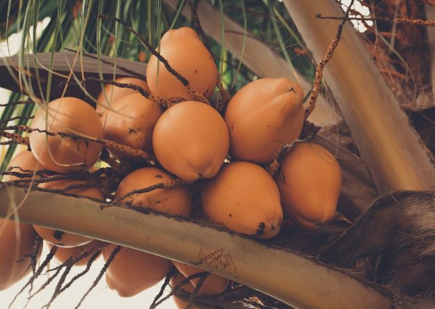 木瓜發(fā)苦還能吃嗎 木瓜吃起來發(fā)苦是什么原因 木瓜發(fā)苦還能吃嗎 木瓜吃起來發(fā)苦是什么原因