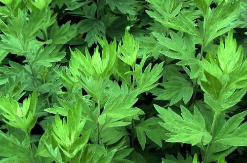 新鮮艾葉可以泡腳嗎 新鮮艾葉泡腳去體內(nèi)濕氣嗎 新鮮艾葉可以泡腳嗎 新鮮艾葉泡腳去體內(nèi)濕氣嗎