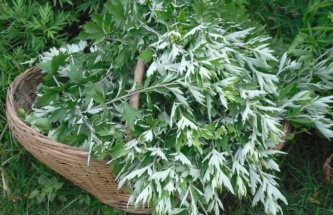 新鮮艾葉怎么保存最好 新鮮艾葉保存方法 新鮮艾葉怎么保存最好 新鮮艾葉保存方法