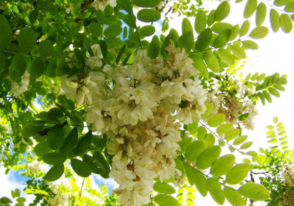 洋槐花泡水喝的功效 洋槐花泡茶喝有功效 洋槐花泡水喝的功效 洋槐花泡茶喝有功效