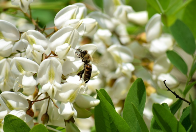 洋槐花泡水喝的功效 洋槐花泡茶喝有功效 洋槐花泡水喝的功效 洋槐花泡茶喝有功效