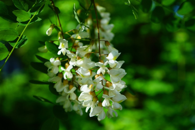 洋槐花的功效與作用 洋槐花的營養(yǎng)價(jià)值 洋槐花的功效與作用 洋槐花的營養(yǎng)價(jià)值