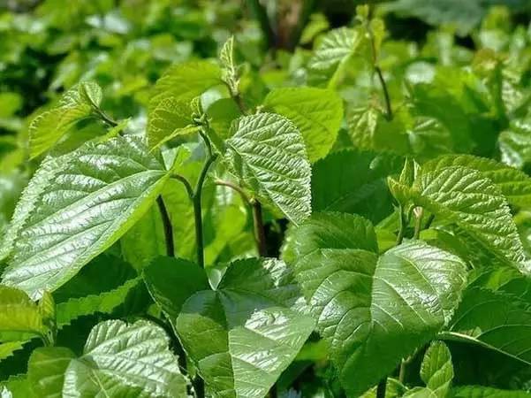 喝桑葉茶對睡眠有幫助嗎 失眠可以喝桑葉茶嗎 喝桑葉茶對睡眠有幫助嗎 失眠可以喝桑葉茶嗎