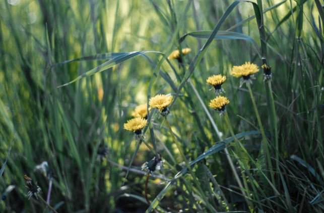 喝蒲公英茶的好處和壞處 喝蒲公英茶有什么好處 喝蒲公英茶的好處和壞處 喝蒲公英茶有什么好處