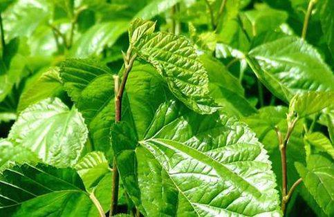 喝桑葉茶對睡眠有幫助嗎 失眠可以喝桑葉茶嗎 喝桑葉茶對睡眠有幫助嗎 失眠可以喝桑葉茶嗎