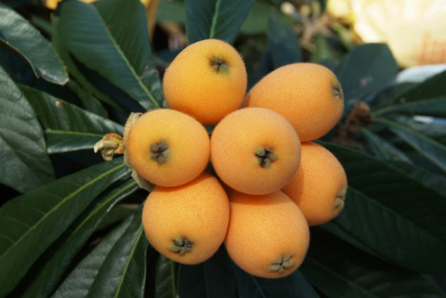 枇杷熱量高嗎 枇杷減肥的時(shí)候可以吃嗎 枇杷熱量高嗎 枇杷減肥的時(shí)候可以吃嗎