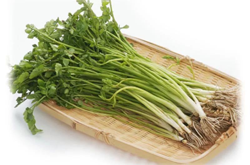 水芹菜的功效與作用 水芹菜的副作用 水芹菜的功效與作用 水芹菜的副作用