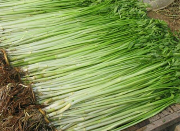 水芹菜可以每天吃嗎 水芹菜吃多了對身體有害嗎 水芹菜可以每天吃嗎 水芹菜吃多了對身體有害嗎