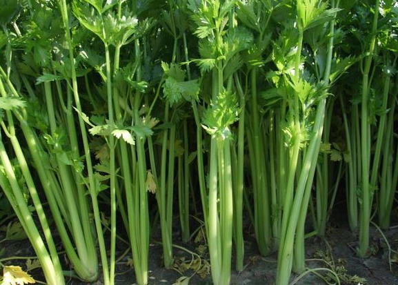 小葉芹怎么做好吃 小葉芹野菜有毒嗎 小葉芹怎么做好吃 小葉芹野菜有毒嗎