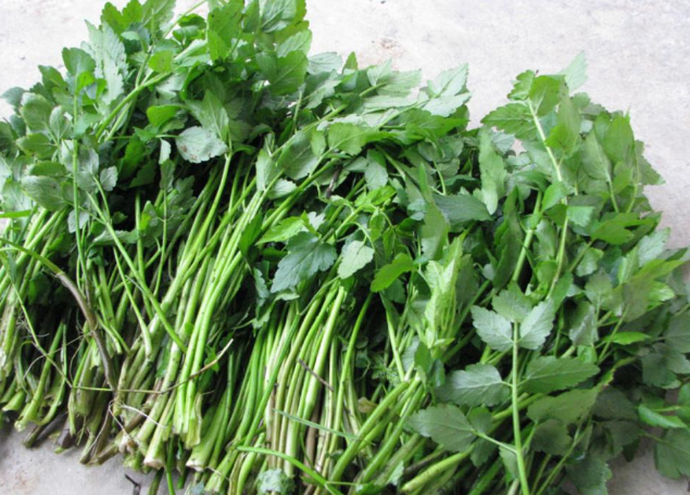 水芹菜可以每天吃嗎 水芹菜吃多了對身體有害嗎 水芹菜可以每天吃嗎 水芹菜吃多了對身體有害嗎