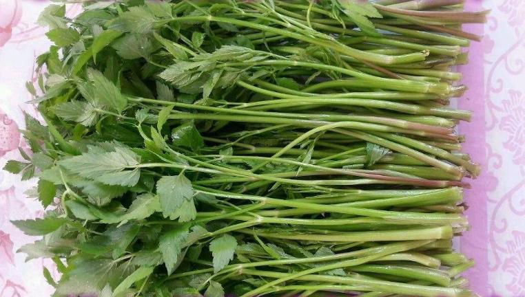 小葉芹的功效與作用 小葉芹的營養(yǎng)價(jià)值