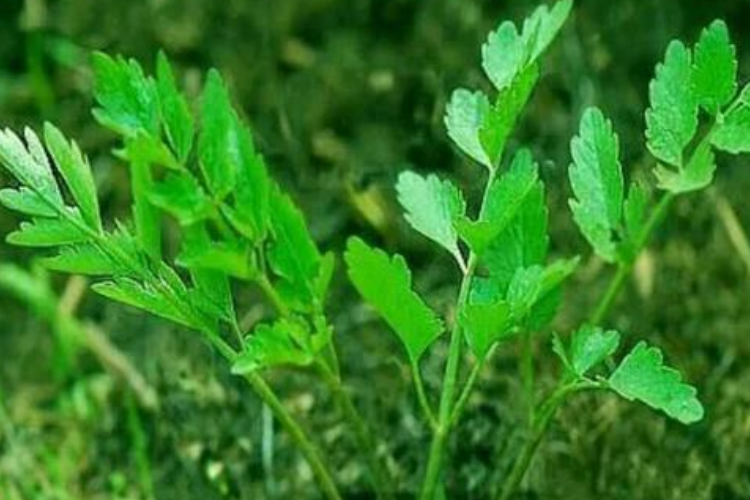 小葉芹的功效與作用 小葉芹的營養(yǎng)價(jià)值