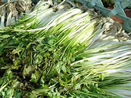 水芹菜可以每天吃嗎 水芹菜吃多了對身體有害嗎 水芹菜可以每天吃嗎 水芹菜吃多了對身體有害嗎