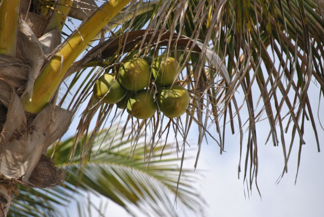 青椰子怎么打開 青椰子怎么挑選 青椰子怎么打開 青椰子怎么挑選