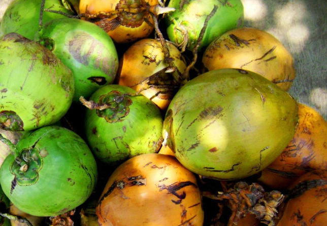 軟的椰子肉是什么椰子品種 軟的椰子肉可以煲湯嗎 軟的椰子肉是什么椰子品種 軟的椰子肉可以煲湯嗎