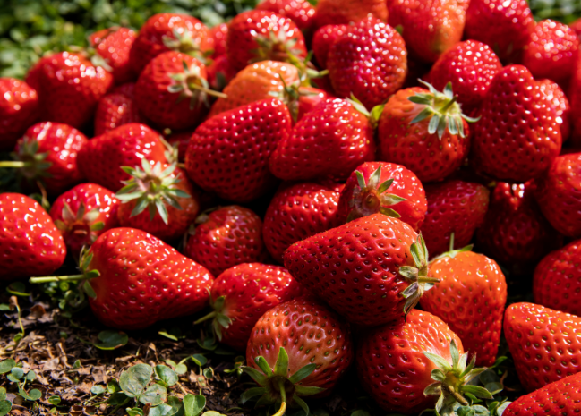 草莓嘌呤含量高嗎 痛風可以吃草莓不 草莓嘌呤含量高嗎 痛風可以吃草莓不