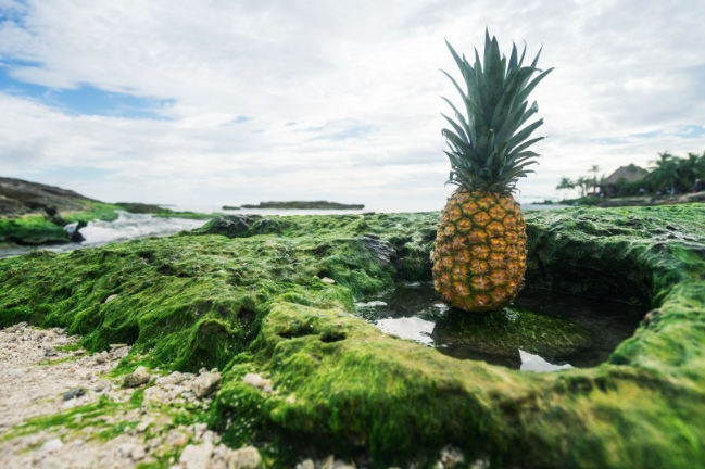 菠蘿皮削了怎么保存 菠蘿皮沒(méi)削干凈能吃嗎 菠蘿皮削了怎么保存 菠蘿皮沒(méi)削干凈能吃嗎