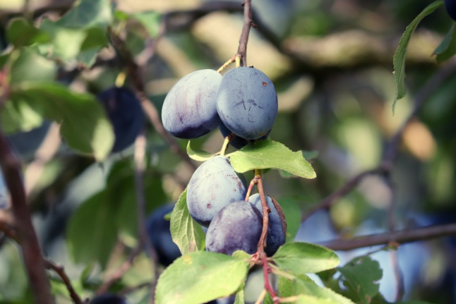 西梅含糖量高嗎?西梅糖分高嗎 西梅含糖量高嗎?西梅糖分高嗎