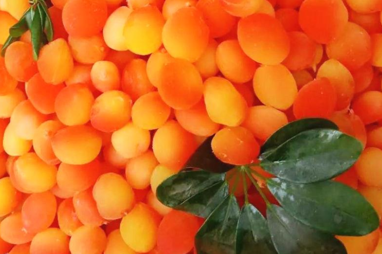 金西梅能吃嗎 金西梅是腌制的嗎 金西梅能吃嗎 金西梅是腌制的嗎