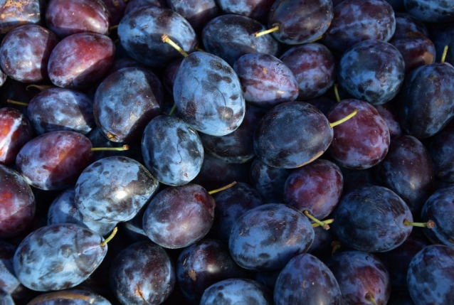 西梅含糖量高嗎?西梅糖分高嗎 西梅含糖量高嗎?西梅糖分高嗎