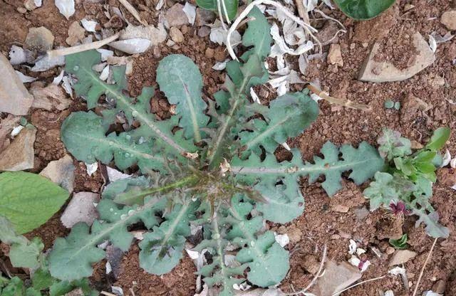 苦麻子的功效與副作用 苦麻子泡水喝的功效與作用 苦麻子的功效與副作用 苦麻子泡水喝的功效與作用