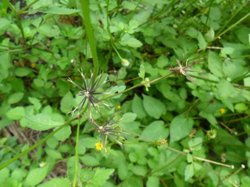 鬼針草的功效與作用,鬼針草的副作用 鬼針草的功效與作用,鬼針草的副作用