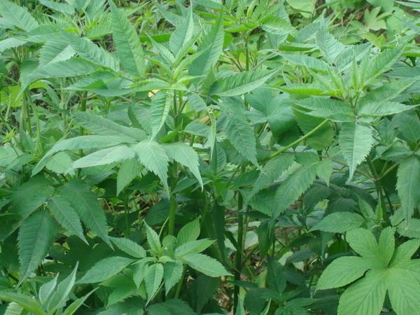 鬼針草的功效與作用,鬼針草的副作用 鬼針草的功效與作用,鬼針草的副作用