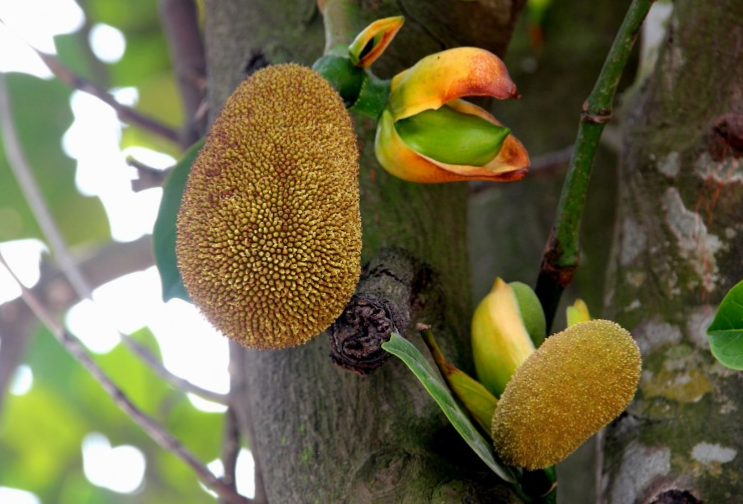 菠蘿蜜籽的功效與營養(yǎng)價(jià)值 菠蘿蜜籽有什么營養(yǎng) 菠蘿蜜籽的功效與營養(yǎng)價(jià)值 菠蘿蜜籽有什么營養(yǎng)