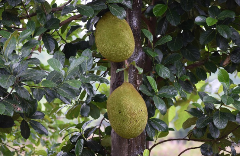 菠蘿蜜一年四季都有嗎 菠蘿蜜一年可以結(jié)幾次果 菠蘿蜜一年四季都有嗎 菠蘿蜜一年可以結(jié)幾次果