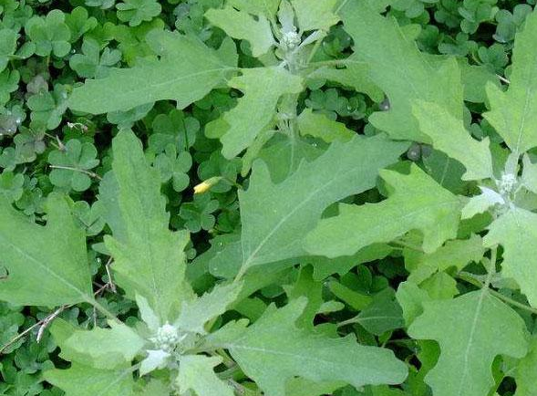 野菜放冰箱能保存多久 野菜放冰箱怎么保存 野菜放冰箱能保存多久 野菜放冰箱怎么保存