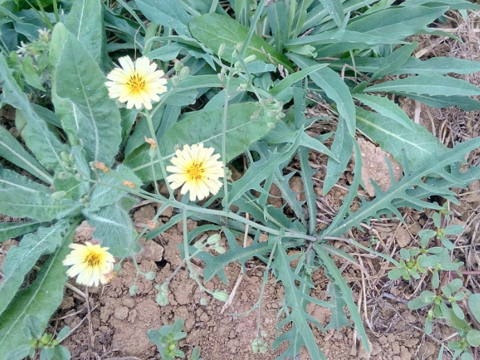 苦麻子的功效與副作用 苦麻子泡水喝的功效與作用 苦麻子的功效與副作用 苦麻子泡水喝的功效與作用
