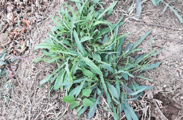 苦麻子的功效與副作用 苦麻子泡水喝的功效與作用 苦麻子的功效與副作用 苦麻子泡水喝的功效與作用